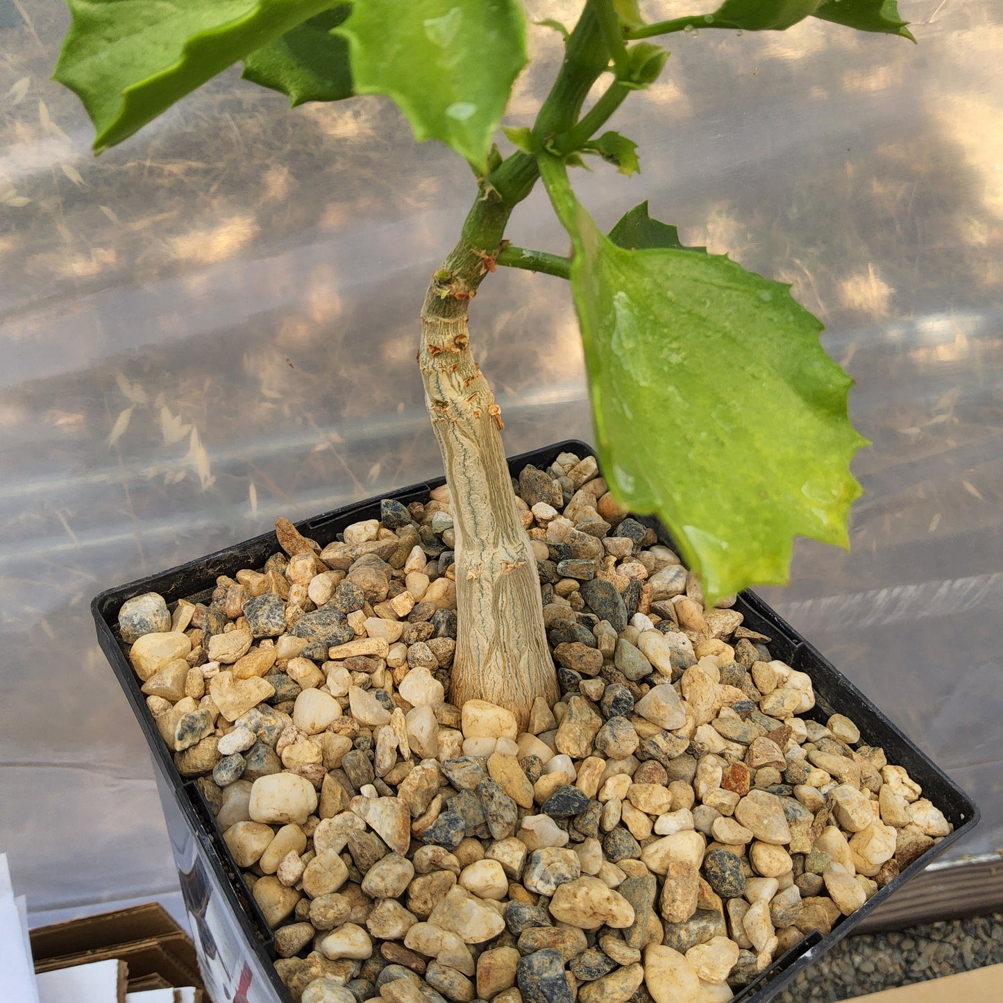 A potted succulent plant with green leaves and a thick tan stem, shown in a black square tray filled with small beige and gray pebbles. Cyphostemma cirrhosum | South African Caudiciform | Collector Succulent | Pachycaul Plant Growing in a Gallon