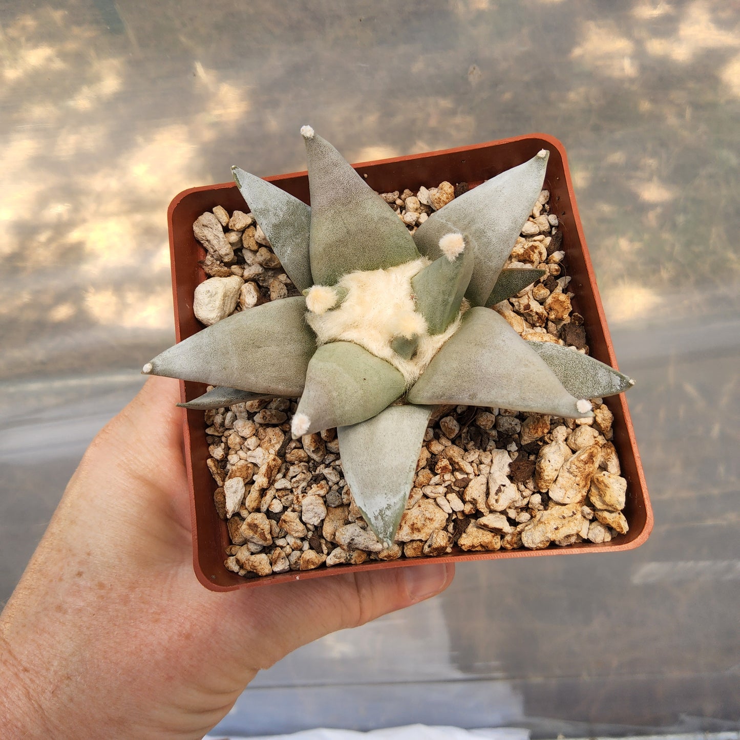 A succulent plant with pale green to gray-blue leaves arranged in a star shape, growing in a square terracotta-colored plastic pot filled with pumice. The pot is being held by a person's hand against a blurred outdoor background. Ariocarpus retusus var. furfuraceus 'Pointy' | Las Tablas, San Luis Potosí, Mexico | Collector Cactus Growing in 4 Inch