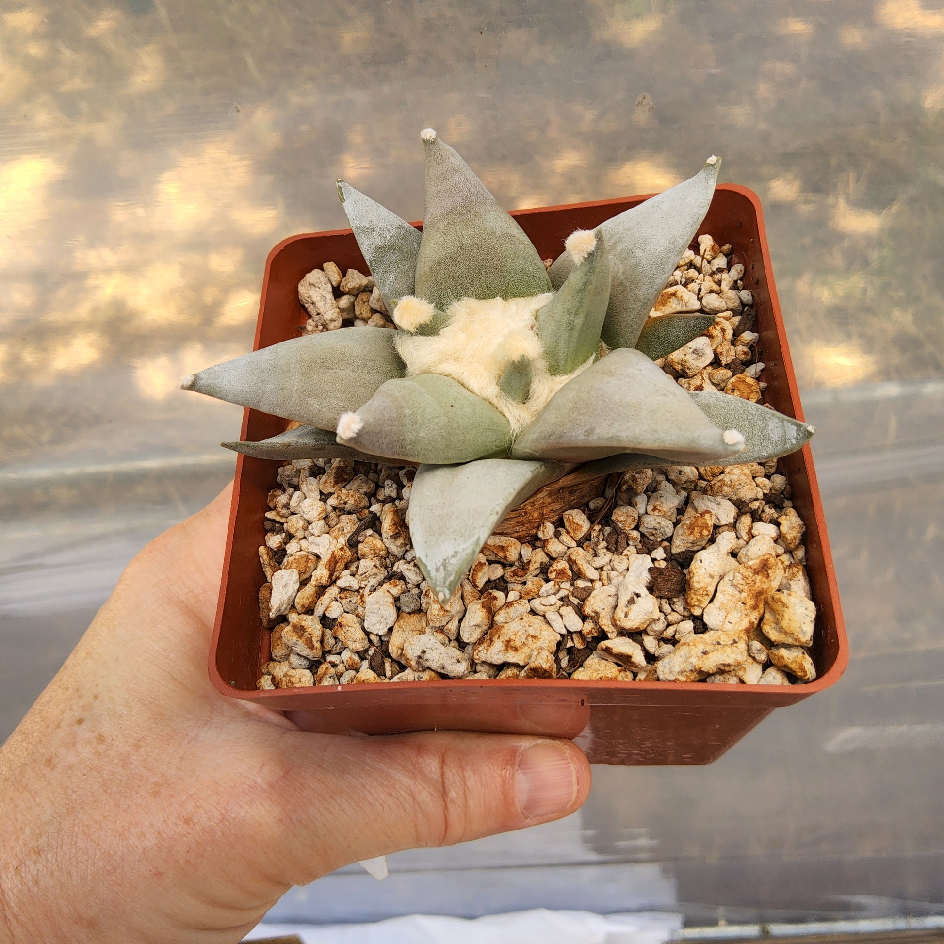 A small succulent plant with pale green to gray-blue leaves growing in a square reddish-brown plastic starter pot filled with white and tan pebbles, held by a person's hand against a blurred outdoor background. Ariocarpus retusus var. furfuraceus 'Pointy' | Las Tablas, San Luis Potosí, Mexico | Collector Cactus Growing in 4 Inch