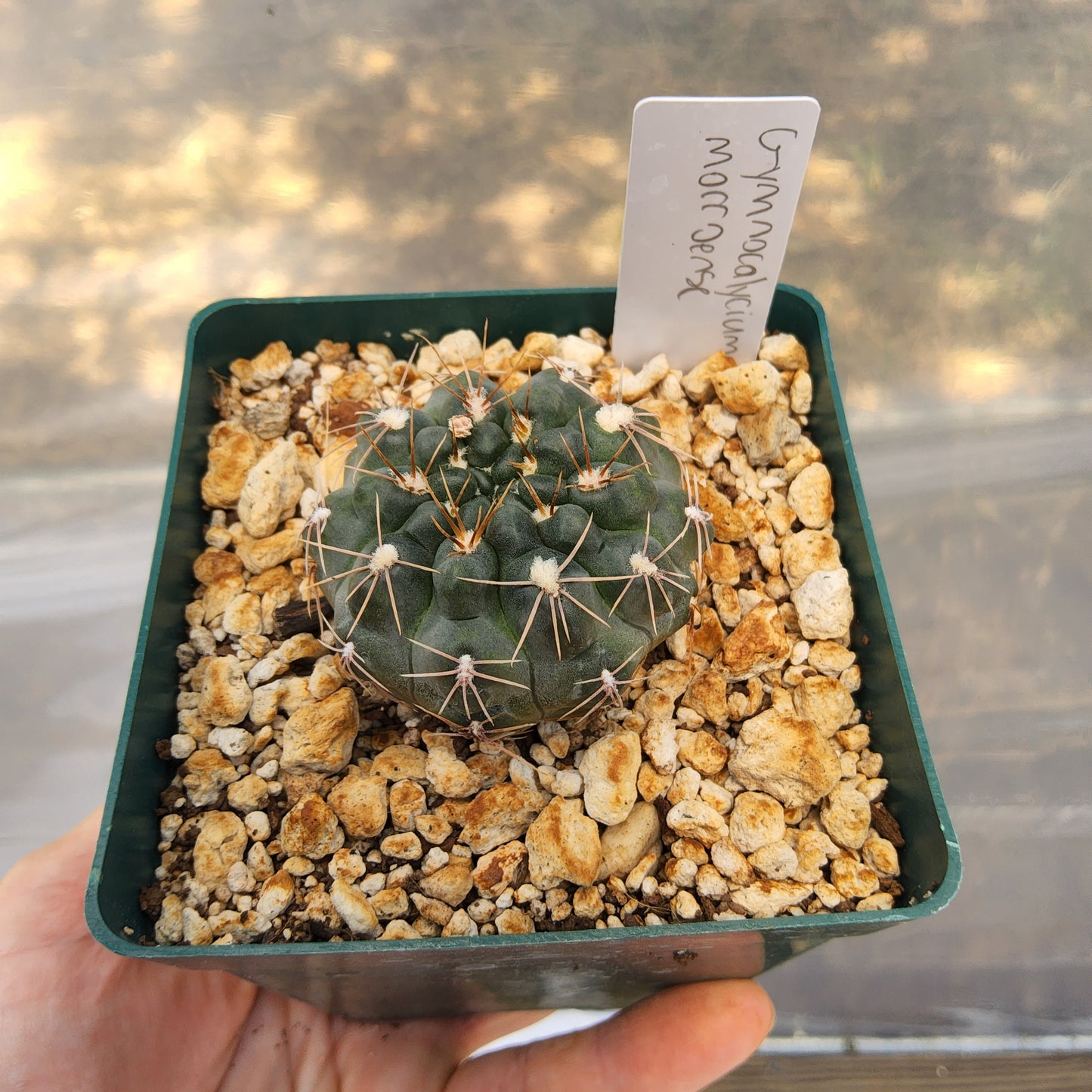 Gymnocalycium morroense | Argentine Flowering Cactus | Collector Gymnocalycium Growing in 4 Inch