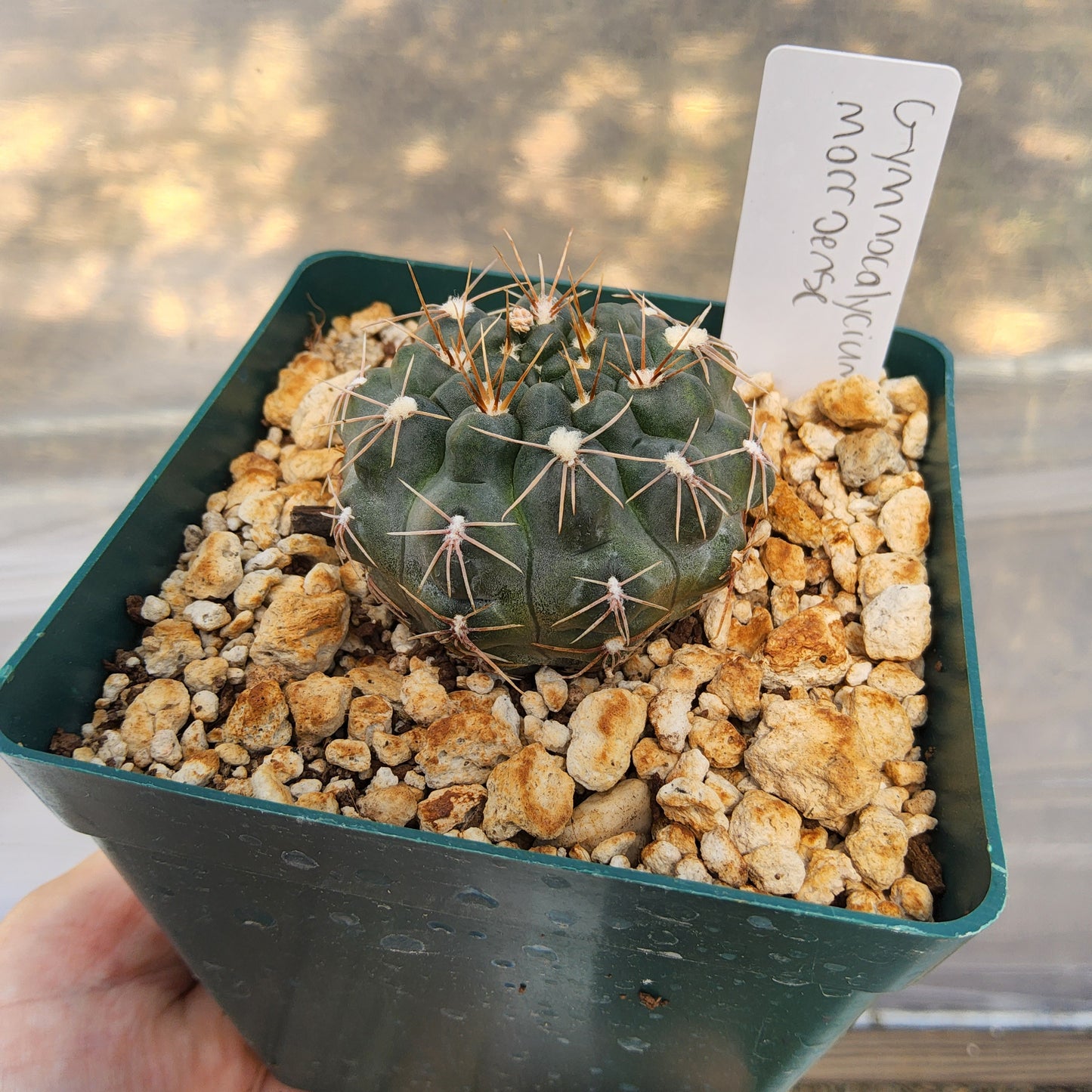Gymnocalycium morroense | Argentine Flowering Cactus | Collector Gymnocalycium Growing in 4 Inch