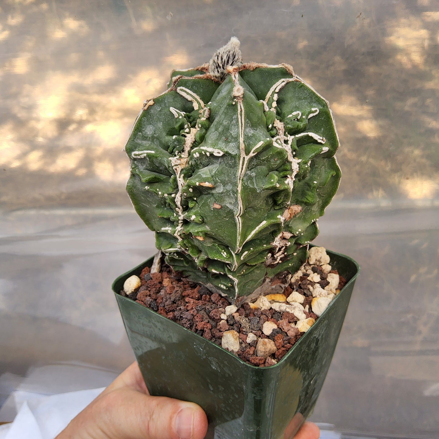 Astrophytum myriostigma 'Fukuryu' | Rare Japanese Bishop's Cap Cultivar | Collector Live Cactus