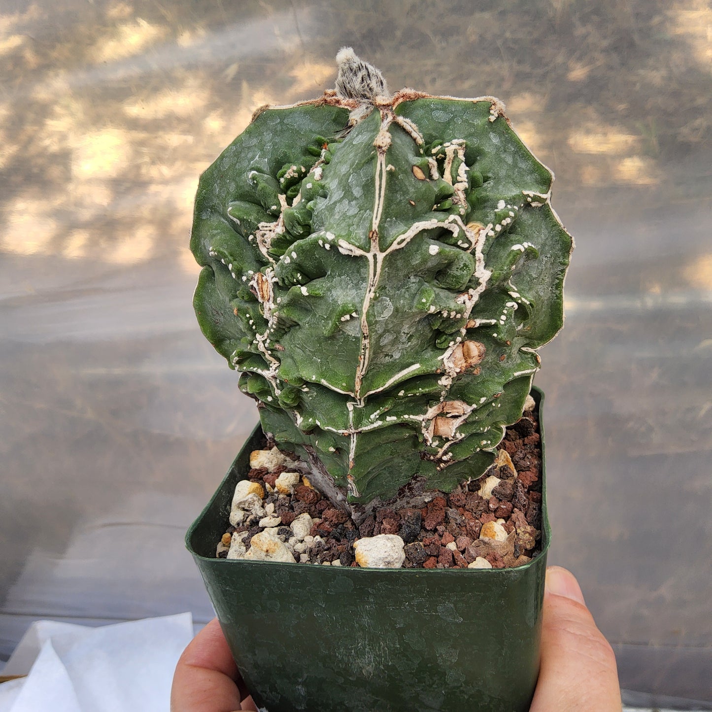 Astrophytum myriostigma 'Fukuryu' | Rare Japanese Bishop's Cap Cultivar | Collector Live Cactus