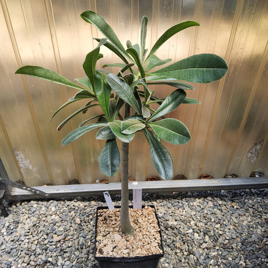 Adenium boehmianum aka Desert Rose Live Succulent Growing in 1 Gallon