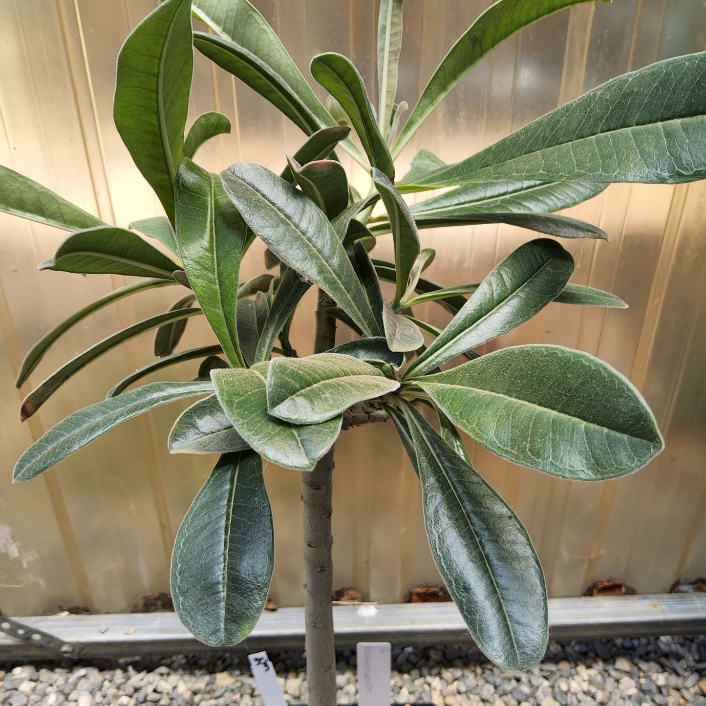 Adenium boehmianum aka Desert Rose Live Succulent Growing in 1 Gallon