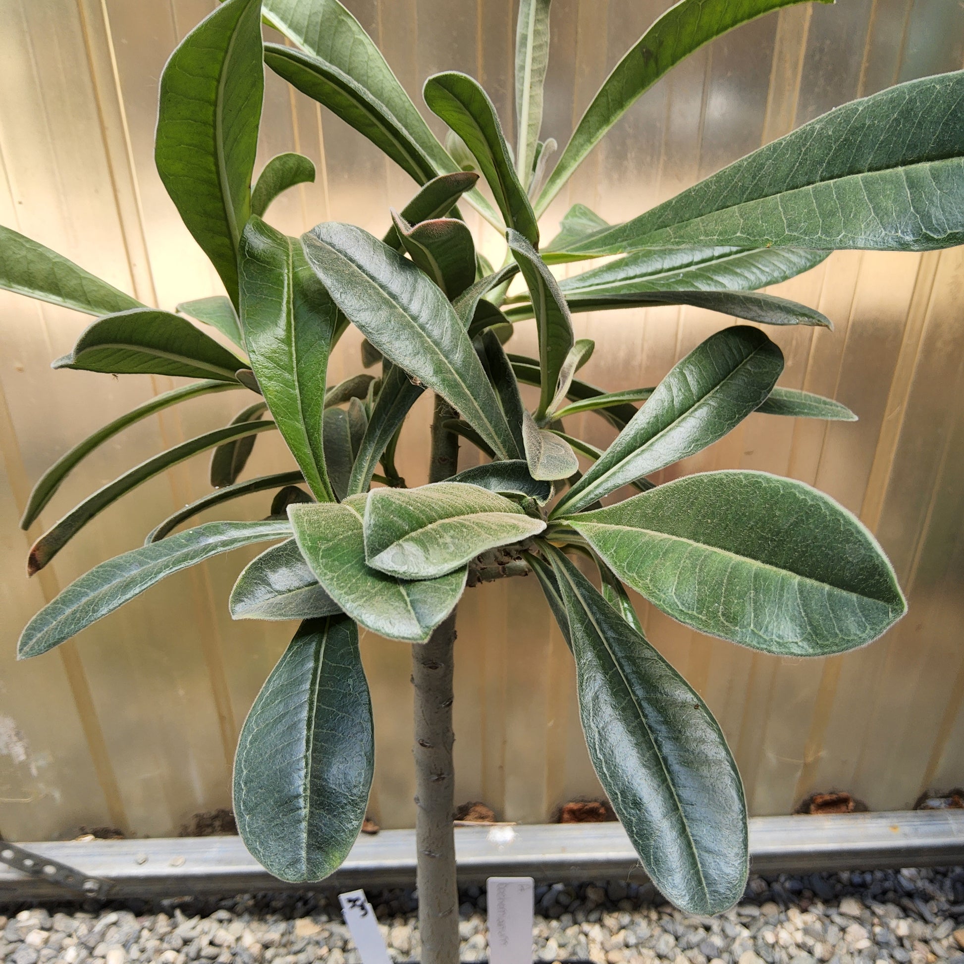 Adenium boehmianum aka Desert Rose Live Succulent Growing in 1 Gallon