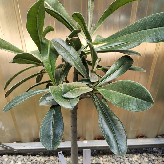 Adenium boehmianum aka Desert Rose Live Succulent Growing in 1 Gallon