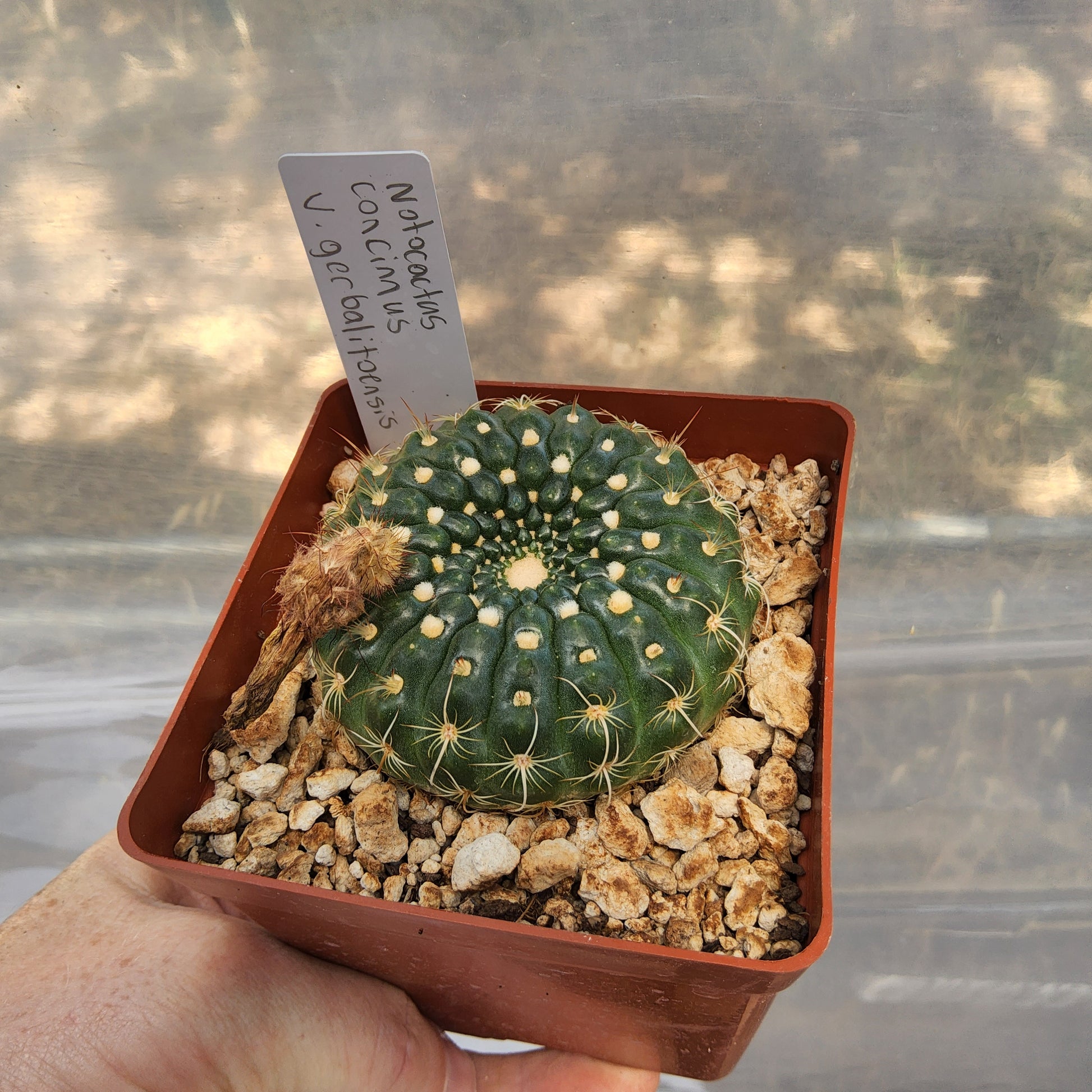 Notocactus concinnus var. gerbalitoensis (yerbalitoensis) | Uruguayan Flowering Cactus Growing in 4 Inch (Copy)