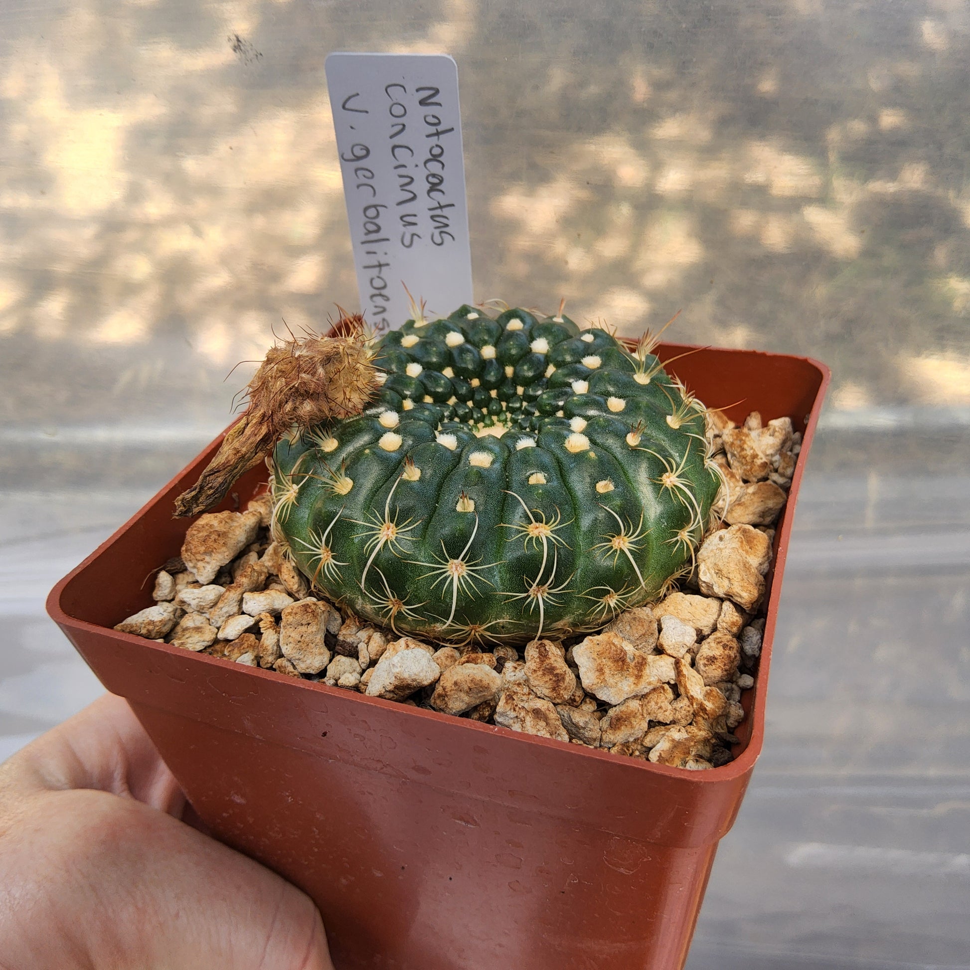 Notocactus concinnus var. gerbalitoensis (yerbalitoensis) | Uruguayan Flowering Cactus Growing in 4 Inch (Copy)