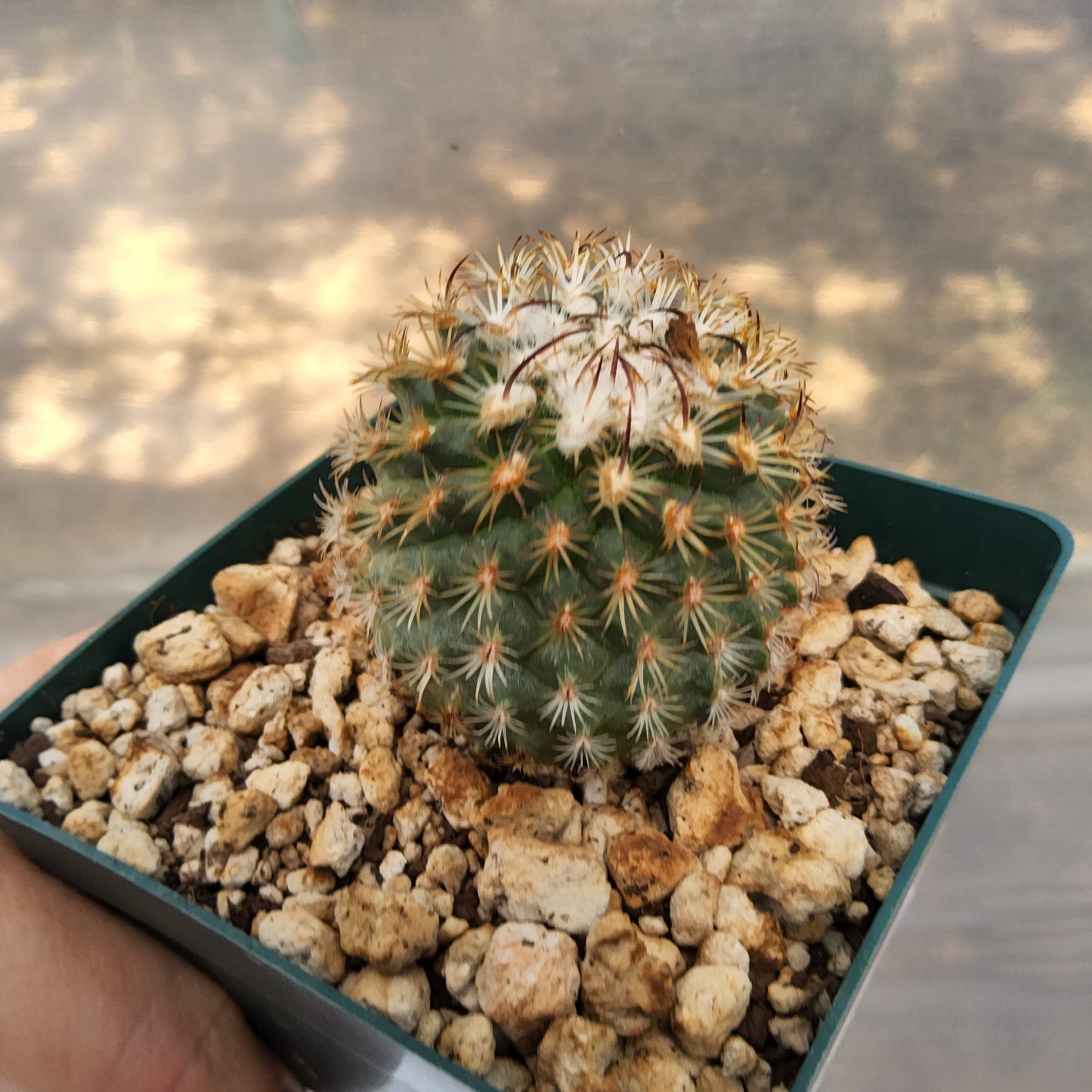 Turbinicarpus ysabelae | Collector Miniature Cactus | Endemic Mexican Cactus Growing in 4 Inch