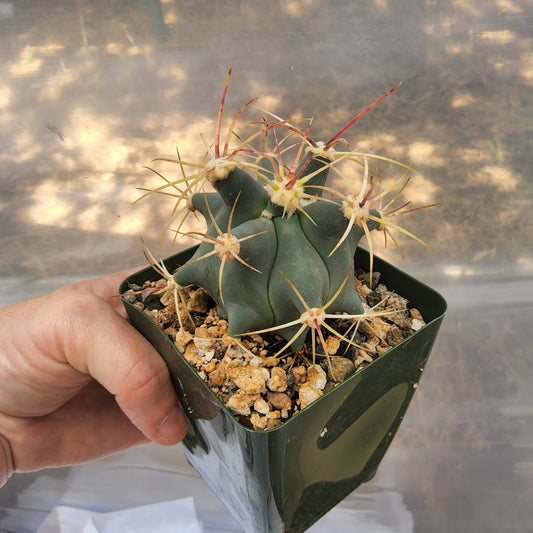 Ferocactus emoryi | Emory's Barrel Cactus | Sonoran Desert Collector Cactus Growing in 4 Inch