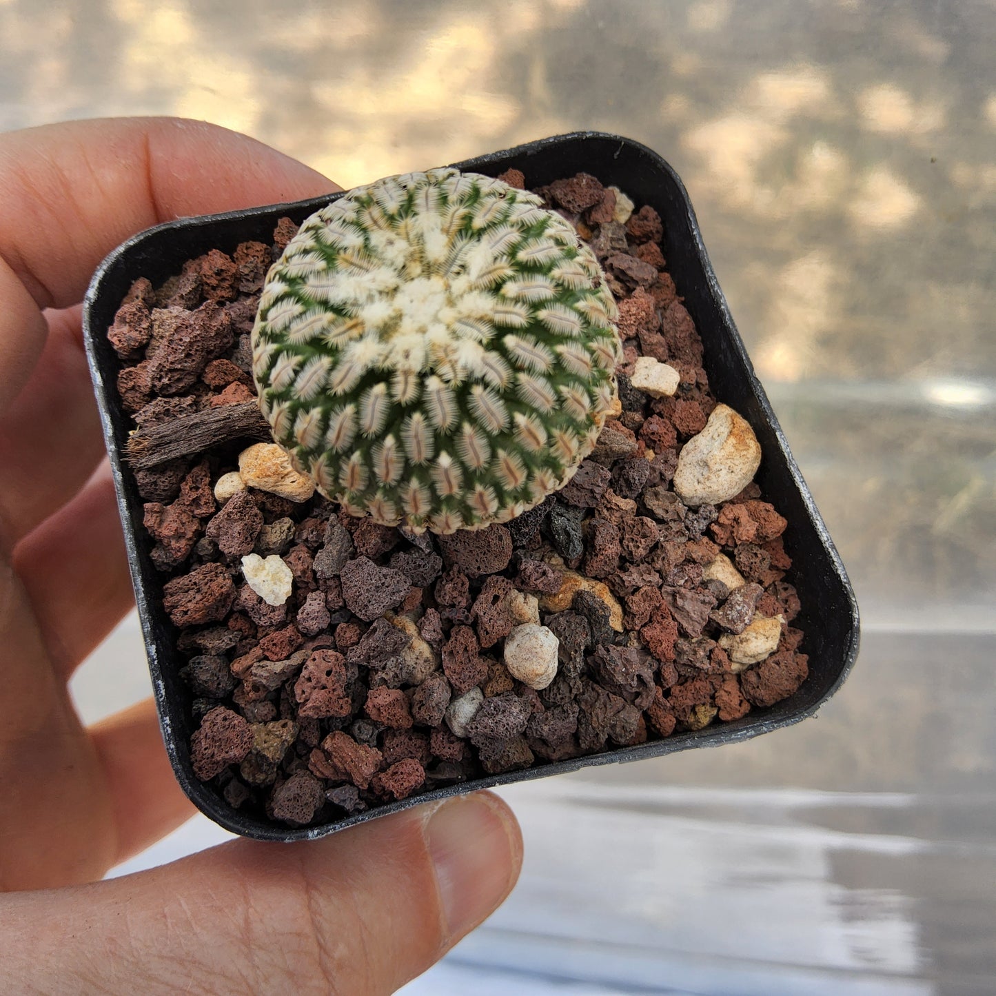 Turbinicarpus pseudopectinatus | Mexican Collector Cactus | Miniature Flowering Cactus | Premium Cactus Growing in 2.5 Inch