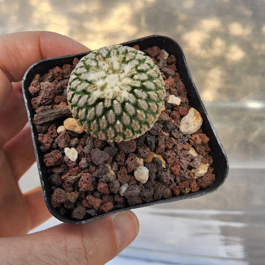 Turbinicarpus pseudopectinatus | Mexican Collector Cactus | Miniature Flowering Cactus | Premium Cactus Growing in 2.5 Inch