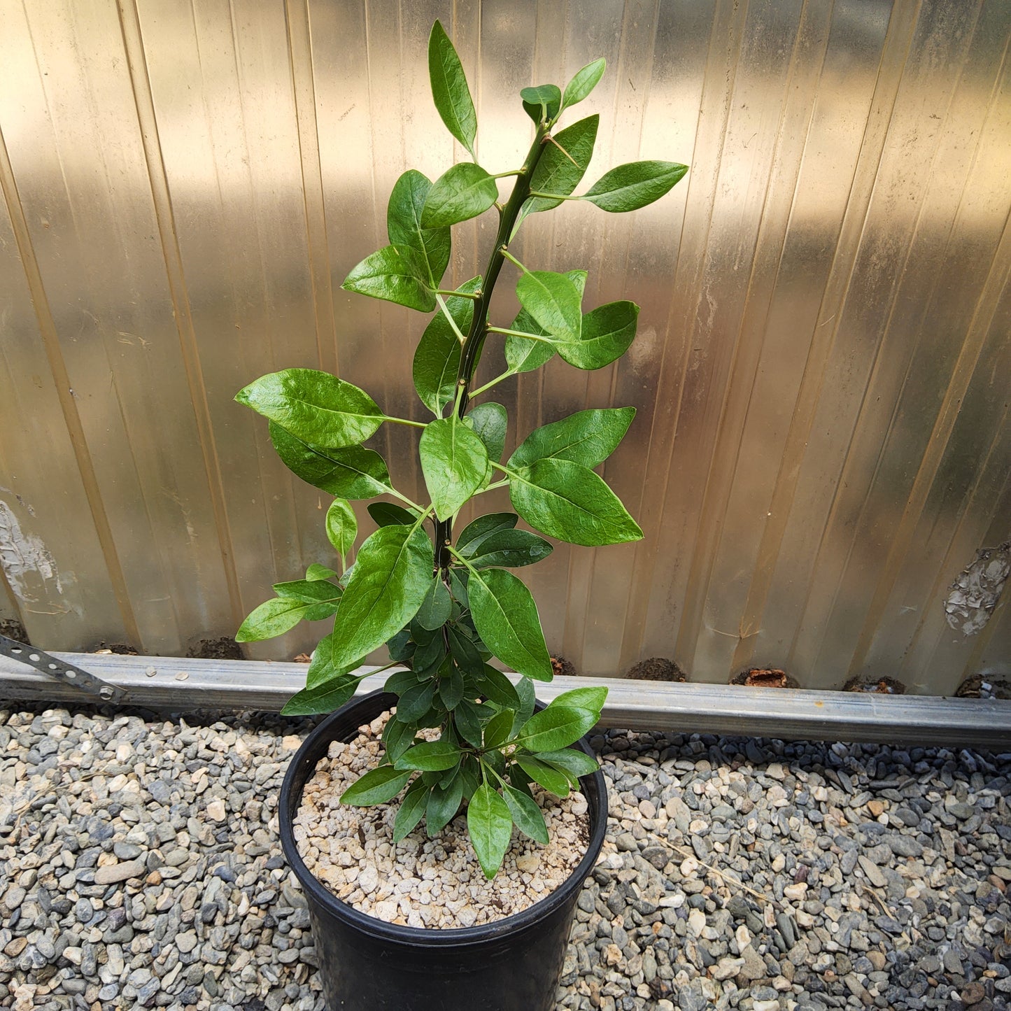 Fouquieria macdougalii | Tree Ocotillo | Uncommon Mexican Caudiciform Tree | Collector Desert Succulent Growing in a 1 Gallon