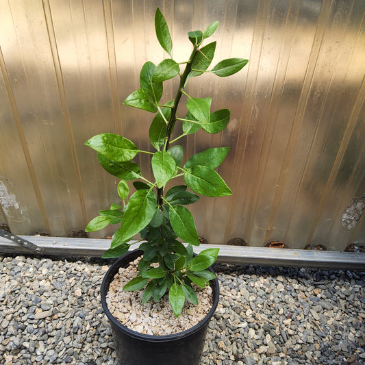Fouquieria macdougalii | Tree Ocotillo | Uncommon Mexican Caudiciform Tree | Collector Desert Succulent Growing in a 1 Gallon