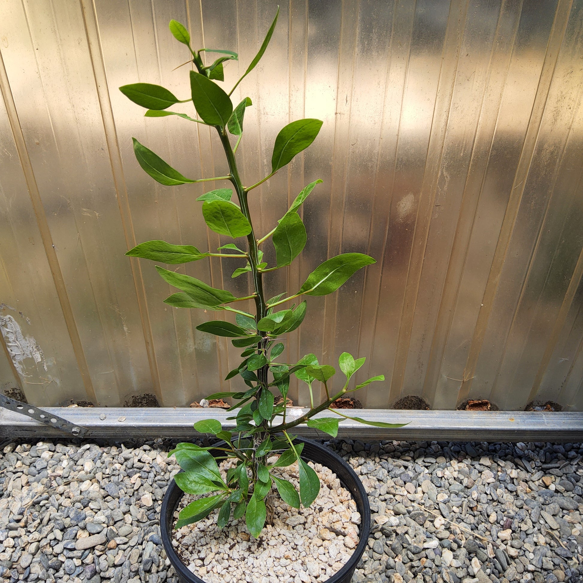 Fouquieria macdougalii | Tree Ocotillo | Uncommon Mexican Caudiciform Tree | Collector Desert Succulent Growing in a 1 Gallon