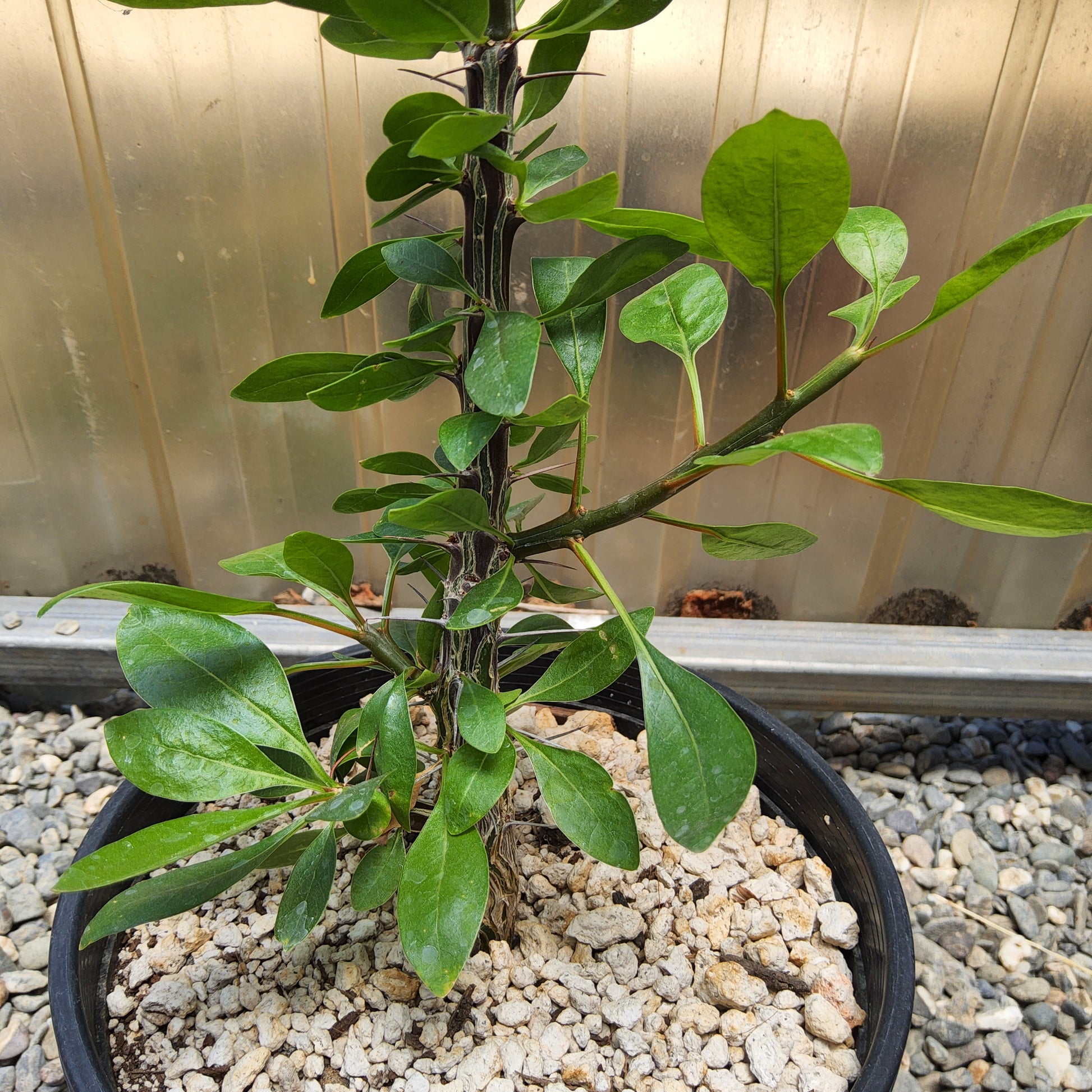 Fouquieria macdougalii | Tree Ocotillo | Uncommon Mexican Caudiciform Tree | Collector Desert Succulent Growing in a 1 Gallon