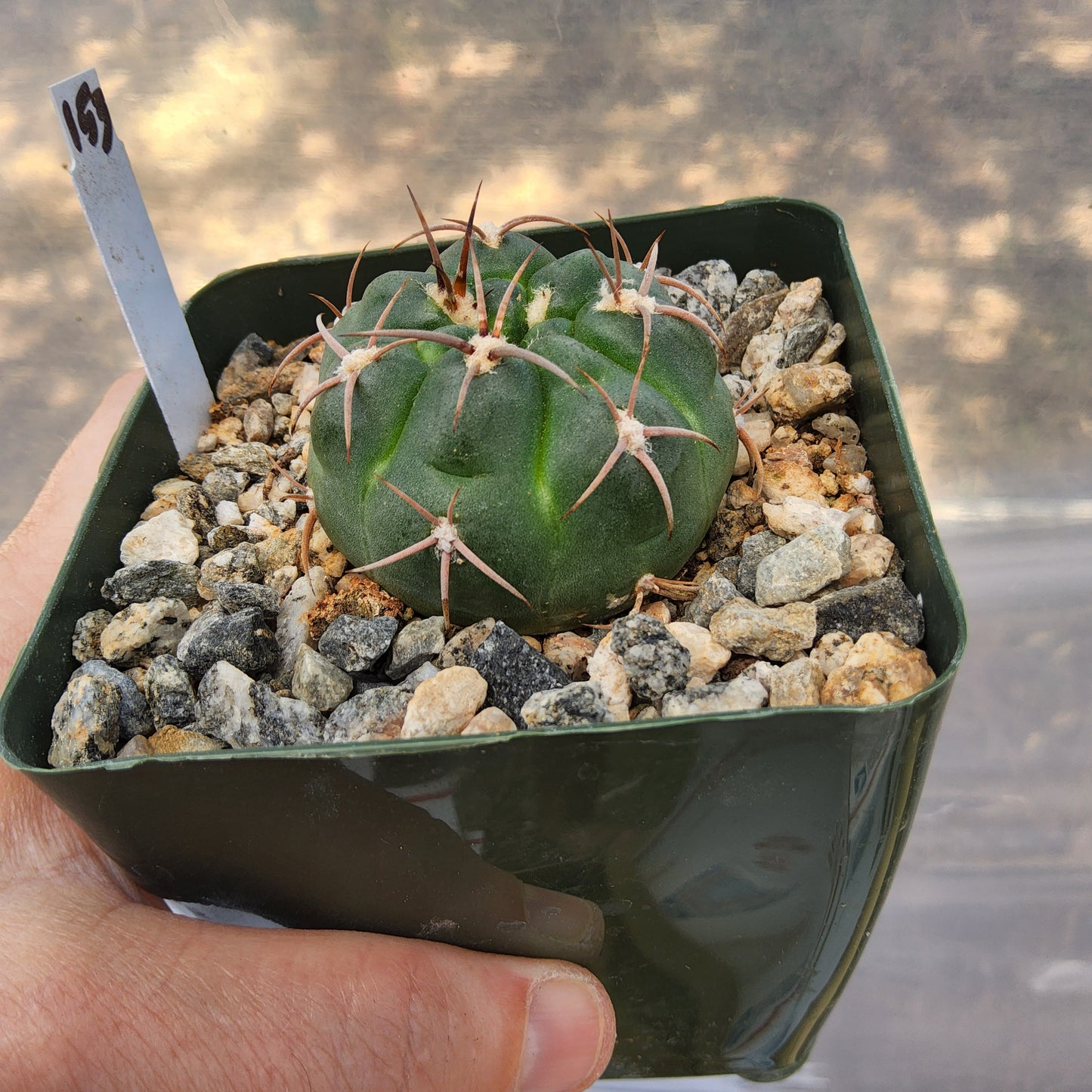 Gymnocalycium carminanthum | Argentine Flowering Cactus | Growing in 4 Inch
