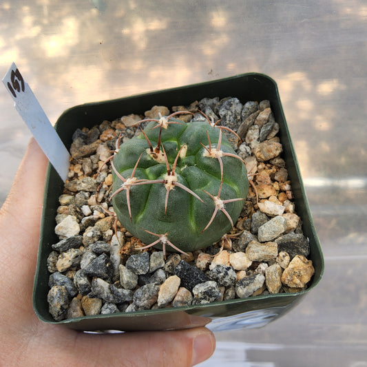 Gymnocalycium carminanthum | Argentine Flowering Cactus | Growing in 4 Inch