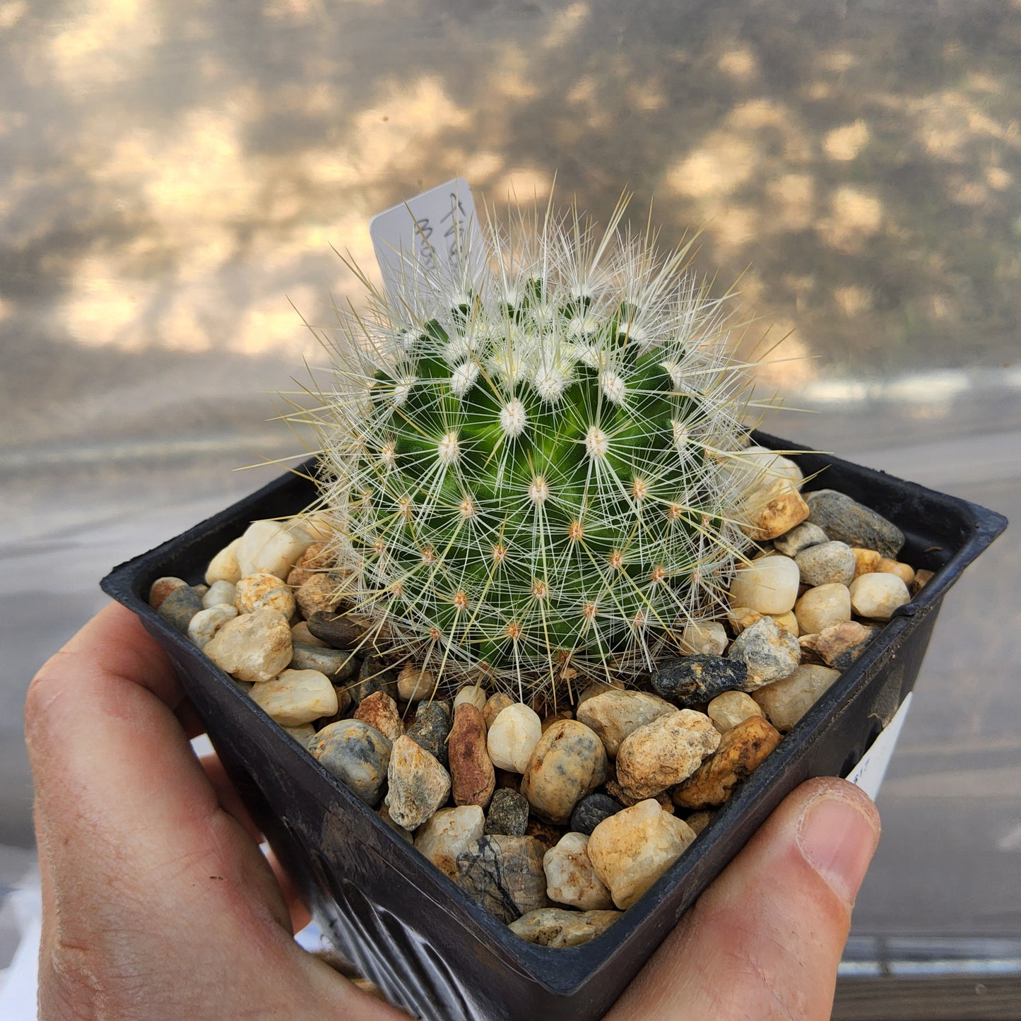 Thelocactus macdowellii | Mexican Collector Cactus | Flowering Desert Cactus Growing in 4 Inch (Copy)