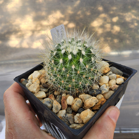 Thelocactus macdowellii | Mexican Collector Cactus | Flowering Desert Cactus Growing in 4 Inch (Copy)