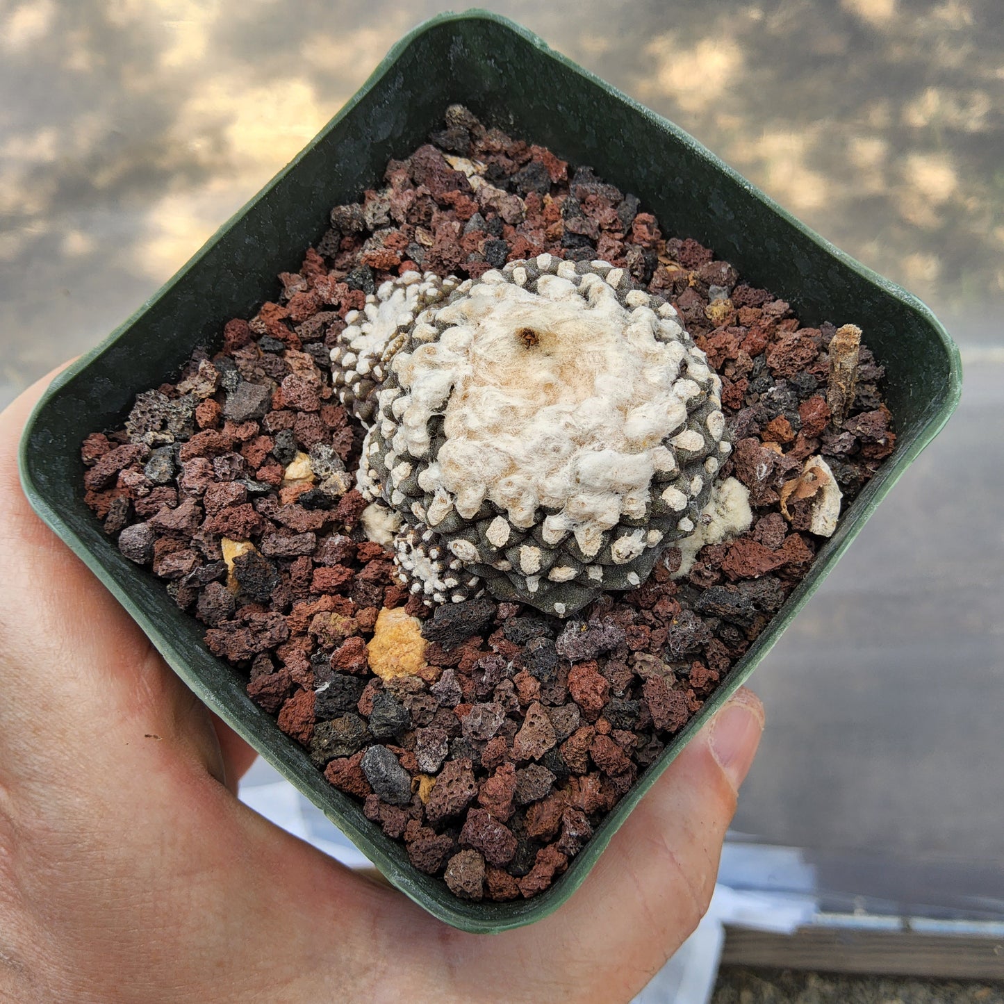 Copiapoa tenuissima Monstrose 'Major Form' | Chilean Monstrose Cactus | Collector Cactus growing in 4 Inch