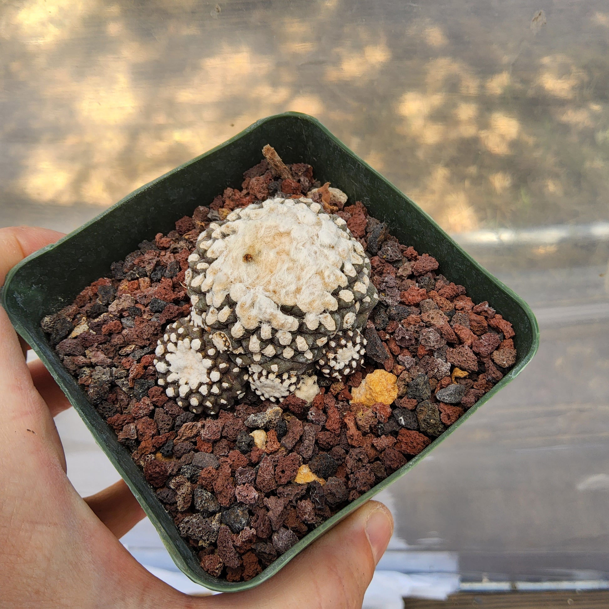 Copiapoa tenuissima Monstrose 'Major Form' | Chilean Monstrose Cactus | Collector Cactus growing in 4 Inch