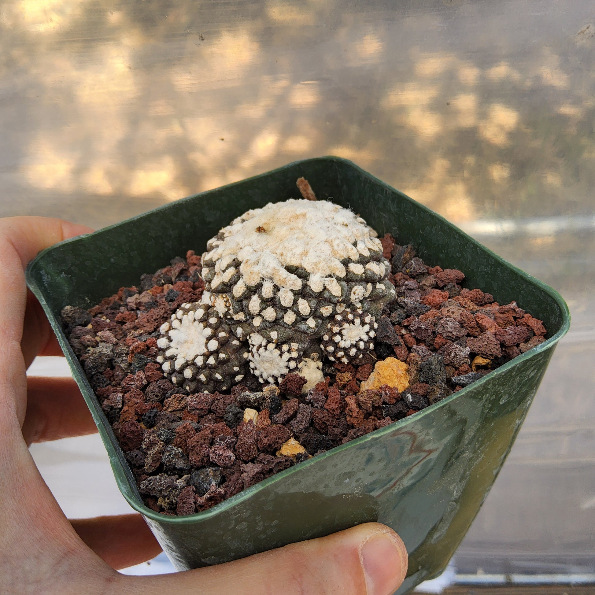 Copiapoa tenuissima Monstrose 'Major Form' | Chilean Monstrose Cactus | Collector Cactus growing in 4 Inch