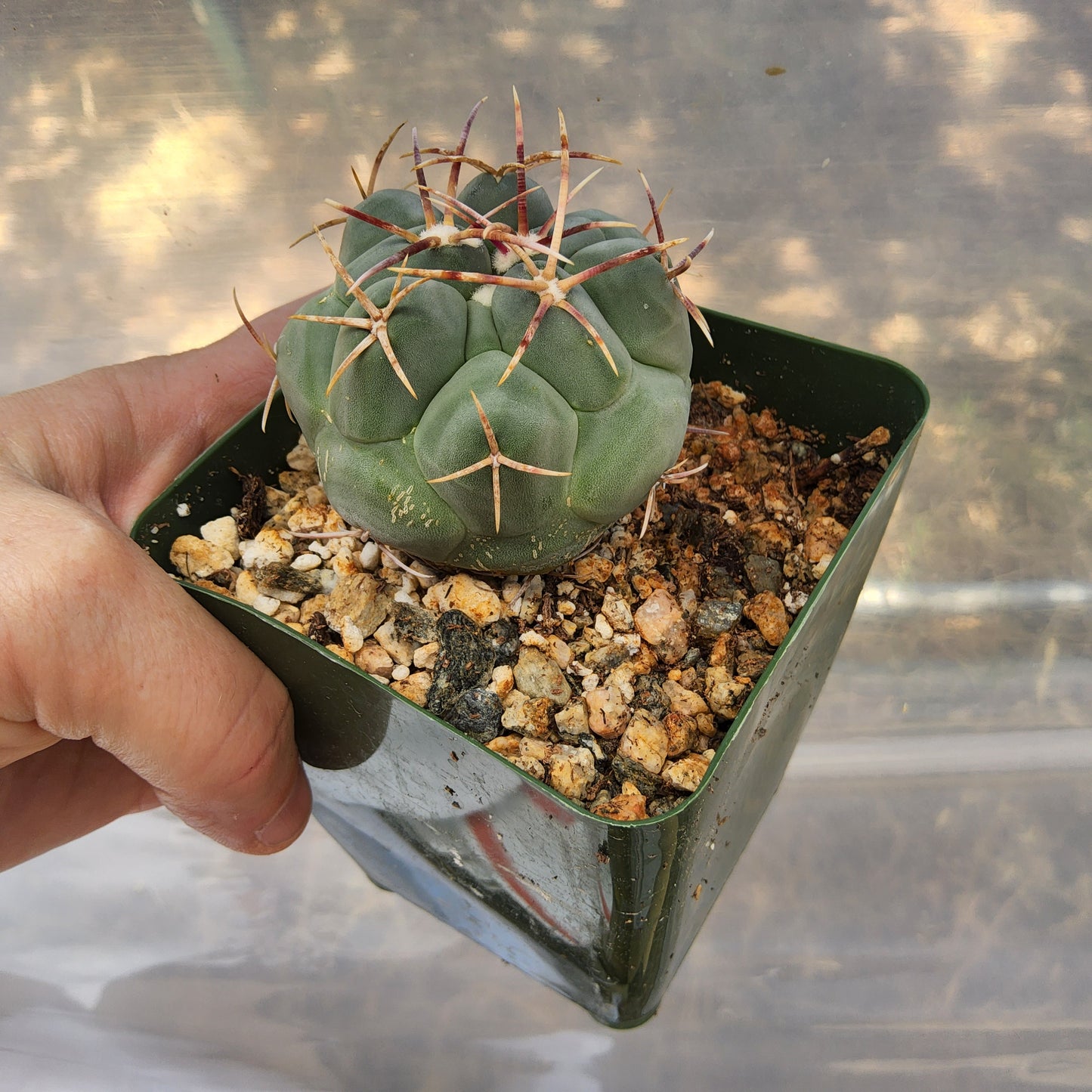 Thelocactus hexaedrophorus | Glory of Texas Cactus | Mexican Collector Cactus growing in 4"