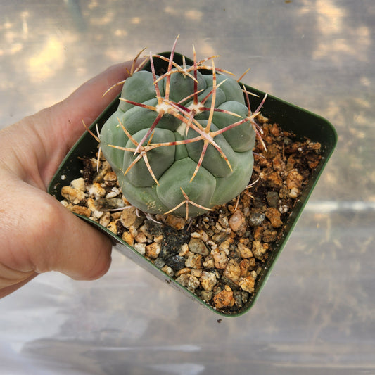 Thelocactus hexaedrophorus | Glory of Texas Cactus | Mexican Collector Cactus growing in 4"