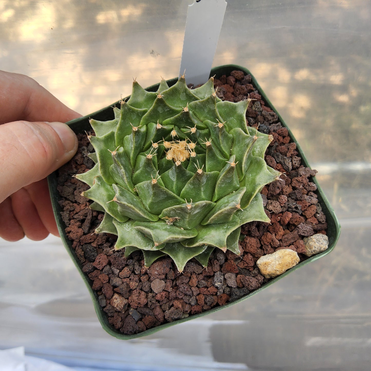 Obregonia denegrii | Artichoke Cactus | Monotypic Mexican Cactus | Collector Specimen growing in 4 Inch