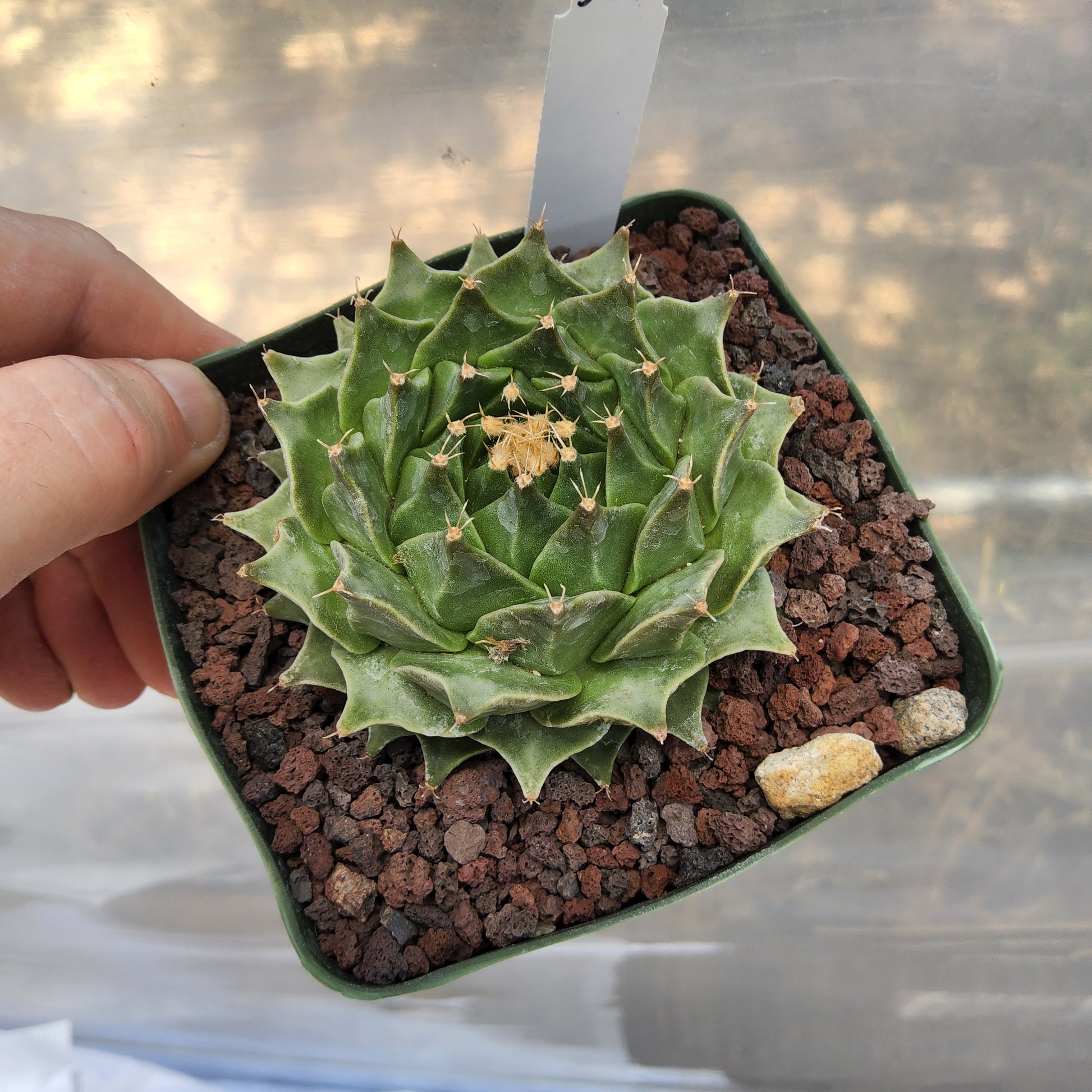Obregonia denegrii | Artichoke Cactus | Monotypic Mexican Cactus | Collector Specimen growing in 4 Inch