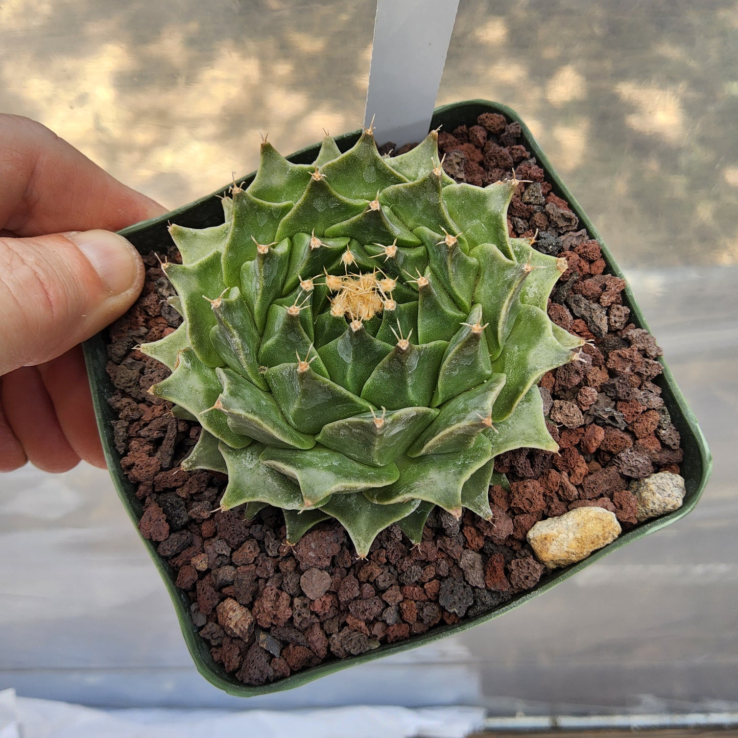 Obregonia denegrii | Artichoke Cactus | Monotypic Mexican Cactus | Collector Specimen growing in 4 Inch