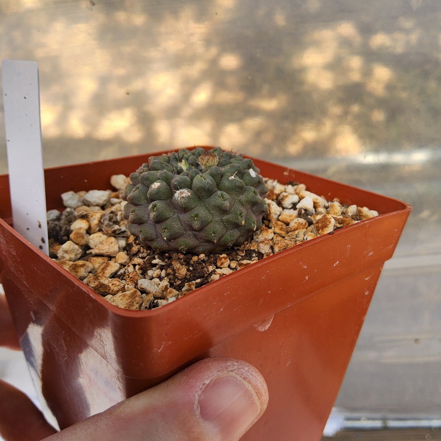 Eriosyce recondita var. vexata | Chilean Cactus | Flowering Desert Species growing in 4 Inch