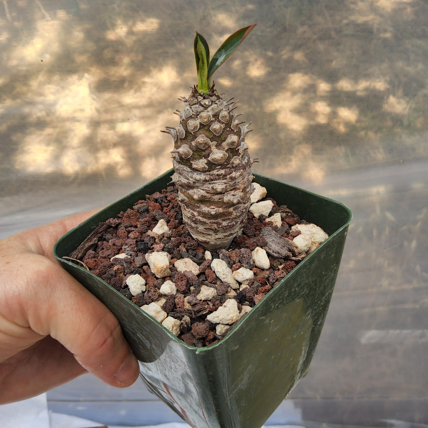 Euphorbia pachypodioides | Rare Madagascar Caudiciform Euphorbia | Collector Succulent in 4 Inch