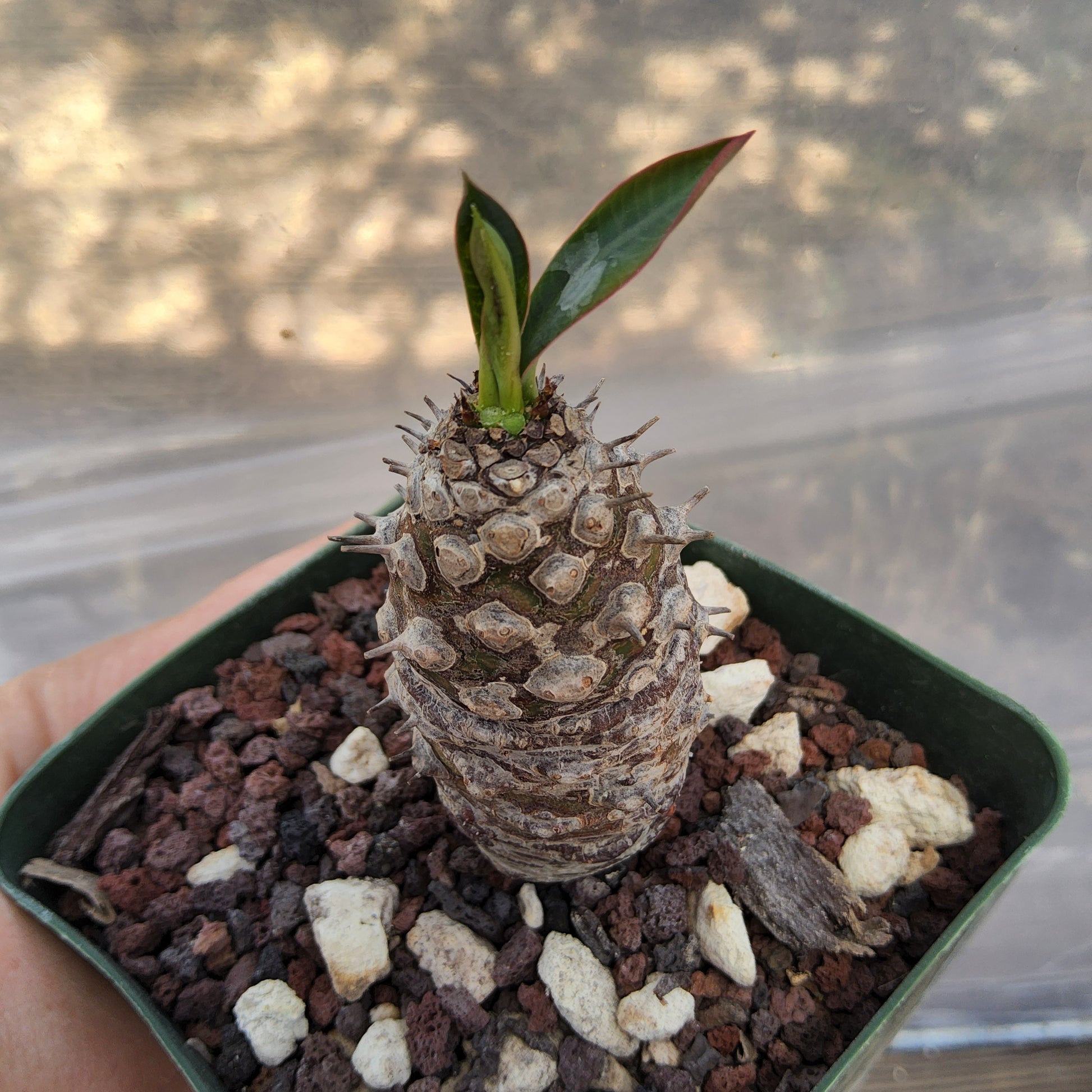 Euphorbia pachypodioides | Rare Madagascar Caudiciform Euphorbia | Collector Succulent in 4 Inch