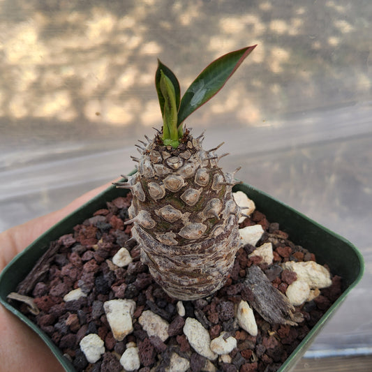 Euphorbia pachypodioides | Rare Madagascar Caudiciform Euphorbia | Collector Succulent in 4 Inch