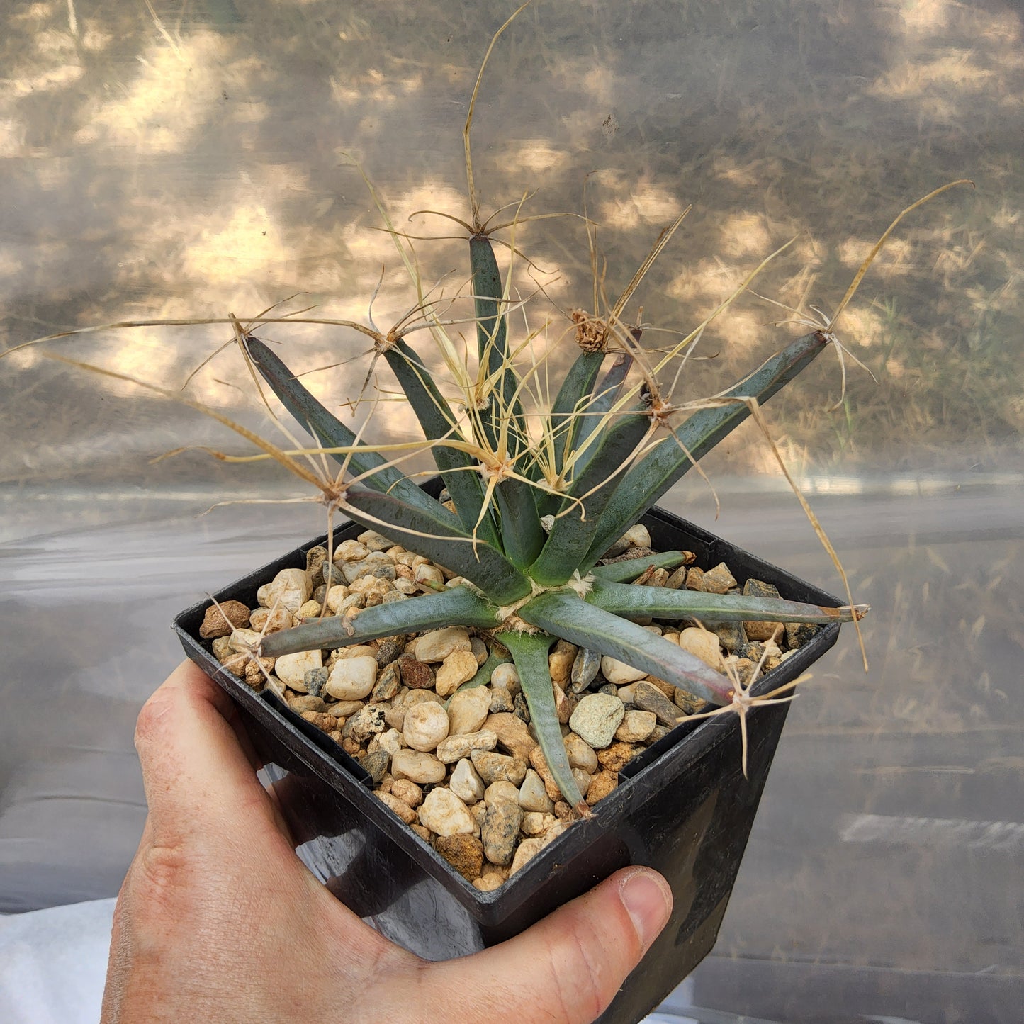 Leuchtenbergia principis | Agave Cactus | Monotypic Mexican Live Cactus in 5 Inch