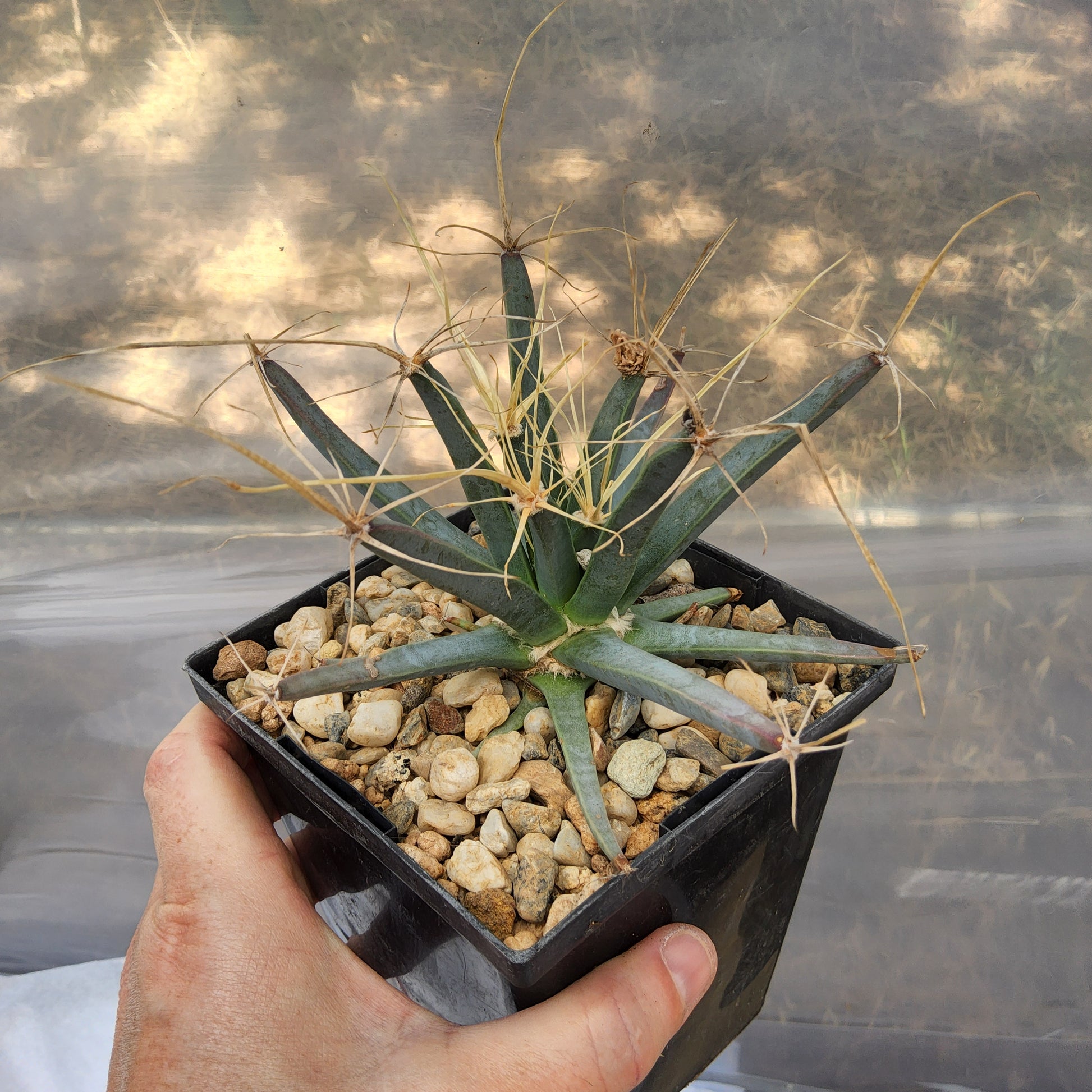 Leuchtenbergia principis | Agave Cactus | Monotypic Mexican Live Cactus in 5 Inch