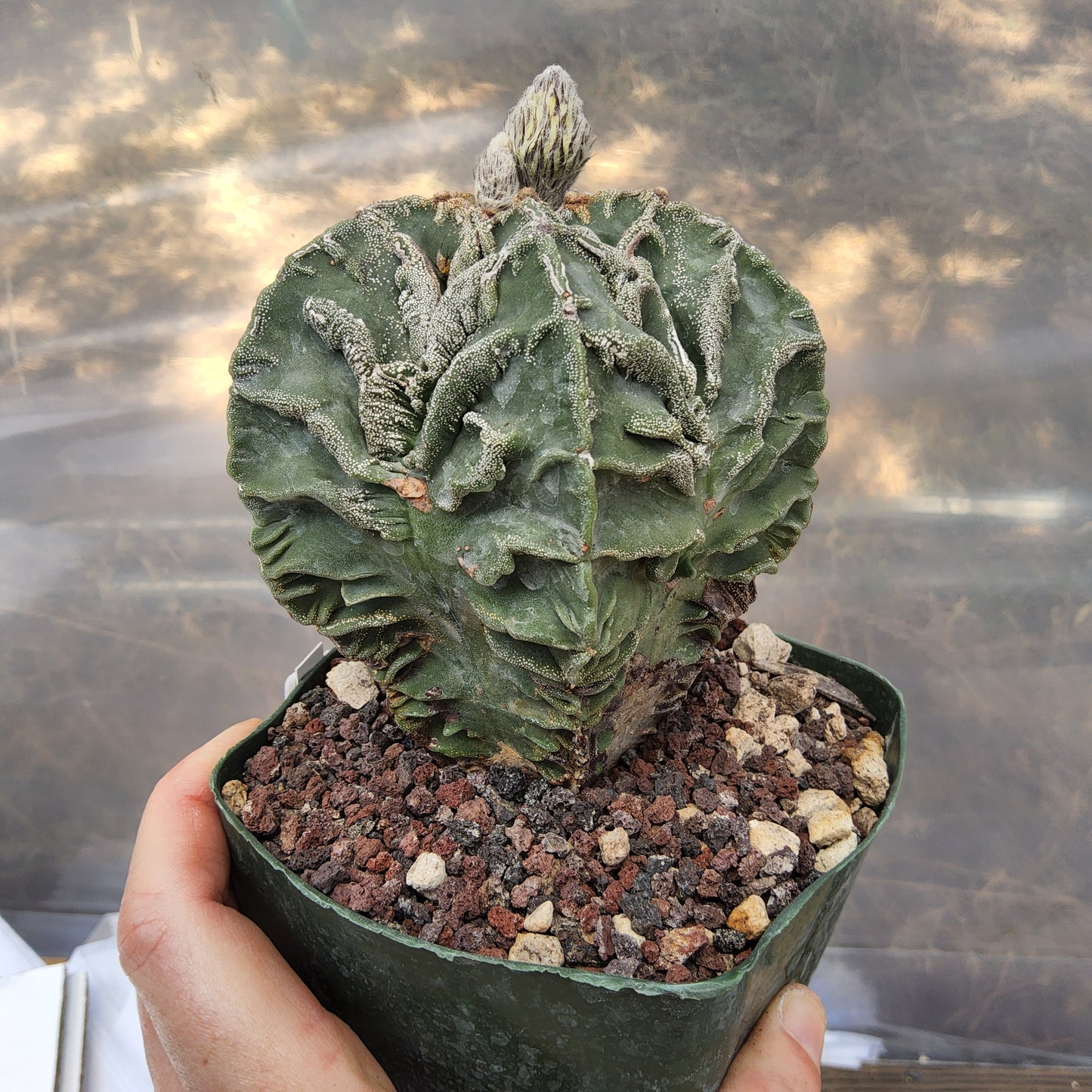 Astrophytum myriostigma 'Fukuryu' | Rare Japanese Bishop's Cap Cultivar | Collector live Cactus Growing in 5 Inch