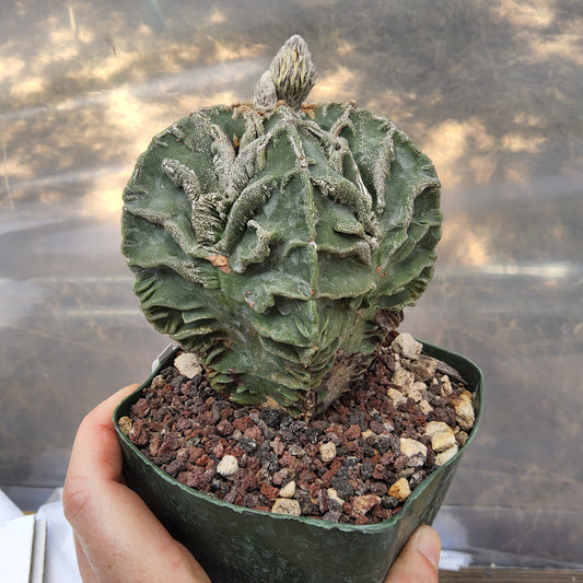 Astrophytum myriostigma 'Fukuryu' | Rare Japanese Bishop's Cap Cultivar | Collector live Cactus Growing in 5 Inch