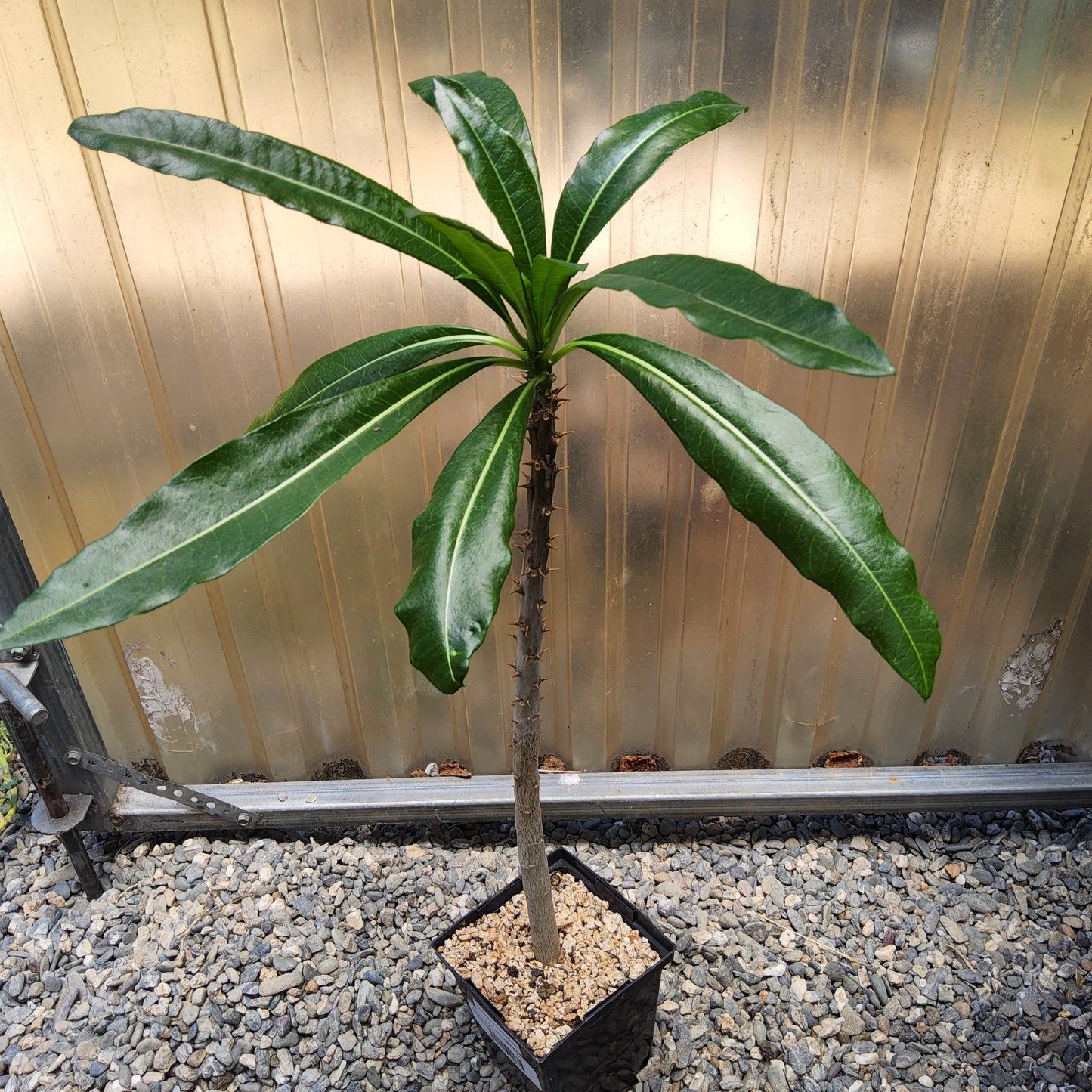 Pachypodium rutenbergianum | Madagascar Palm | Rare Caudiciform Live Succulent Tree