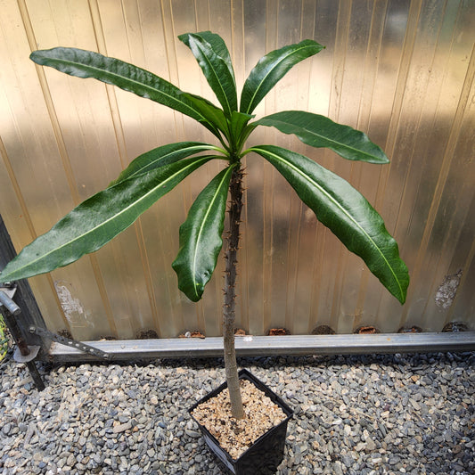 Pachypodium rutenbergianum | Madagascar Palm | Rare Caudiciform Live Succulent Tree