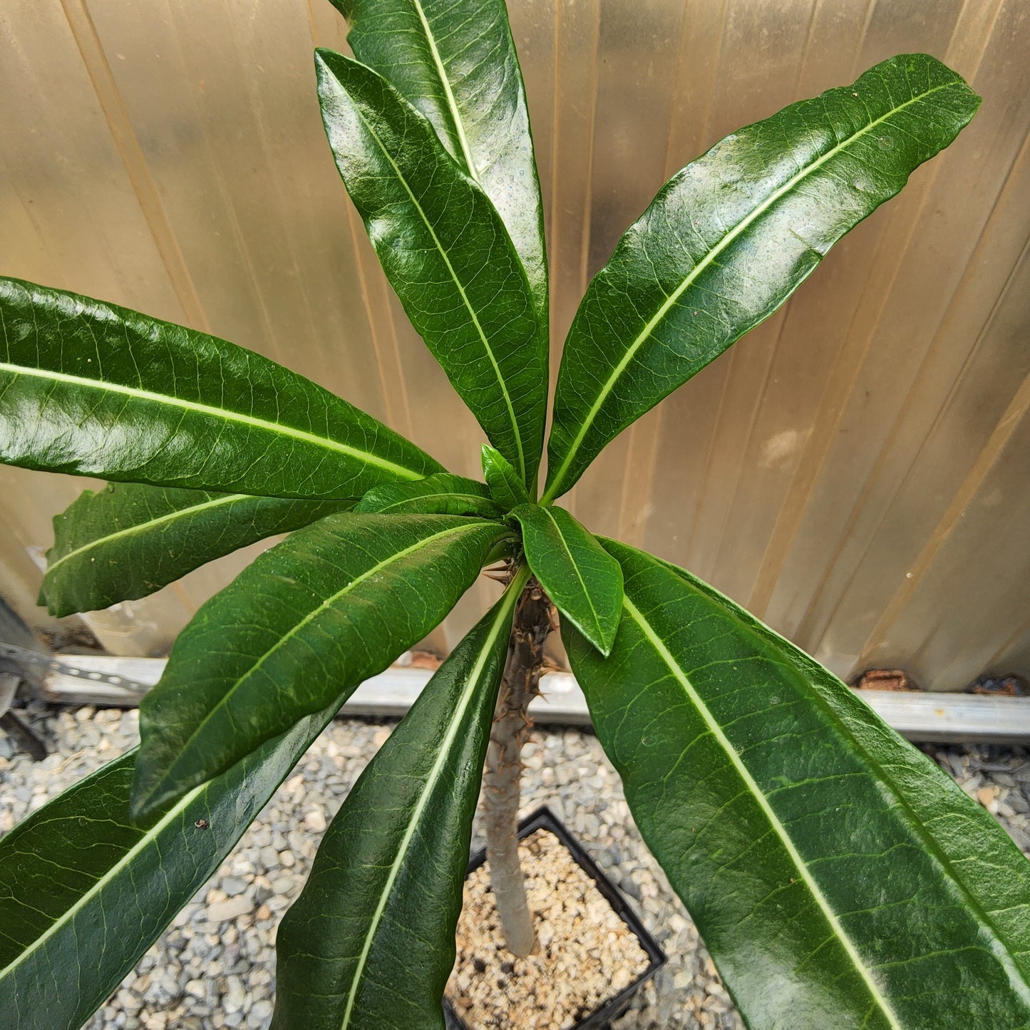 Pachypodium rutenbergianum | Madagascar Palm | Rare Caudiciform Live Succulent Tree