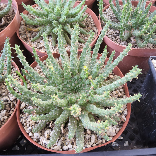 A close-up top-down view of a green succulent plant in a terracotta-colored plastic pot filled with light gravel, with other similar pots partially visible around it. Euphorbia Medusoid Hybrid | Collector Medusoid Euphorbia | Caudiciform Succulent in 6 Inch Pot