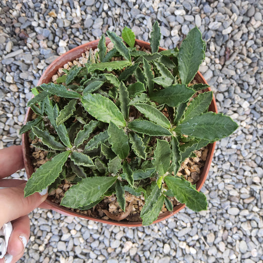 A potted green succulent plant with ruffled edges, held by a hand over a background of gray gravel.
Euphorbia decaryi | Madagascar Spiny Succulent | Caudiciform Euphorbia | Collector Succulent in 6 Inch