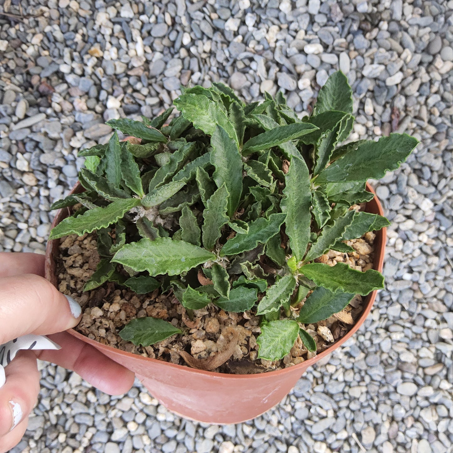 A small potted succulent plant with green, wavy-edged leaves in a terracotta-colored plastic pot, held by a hand over a background of gray gravel.
Euphorbia decaryi | Madagascar Spiny Succulent | Caudiciform Euphorbia | Collector Succulent in 6 Inch