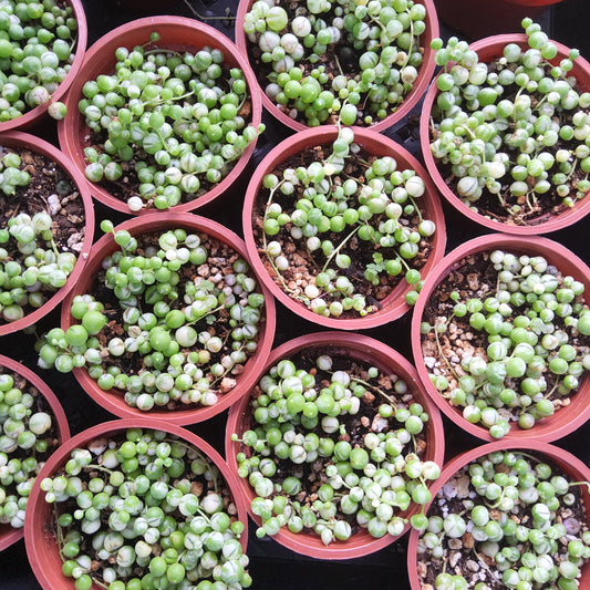 Multiple small potted succulent plants with round green and white leaves arranged in a grid inside reddish-brown plastic pots.
Senecio rowleyanus 'Variegata' | Variegated String of Pearls | Trailing Succulent | Collector Houseplant in 4 Inch
