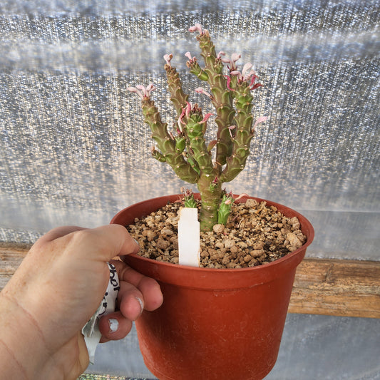 A potted succulent plant with green segmented stems and small pink flowers, held in a terracotta-colored plastic pot by a person's hand against a textured gray background.
Monadenium ‘Pink Ice’ | M. ritchiei × M. rubellum Hybrid | Caudiciform Collector Succulent in 6 Inch