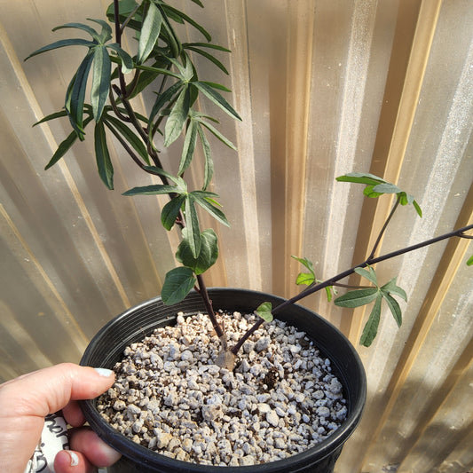 Ipomoea platensis | Caudiciform Morning Glory | South American Caudex Vine | Collector Succulent in a Gallon